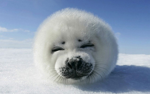 un superbe bébé phoque